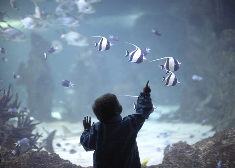 sea life